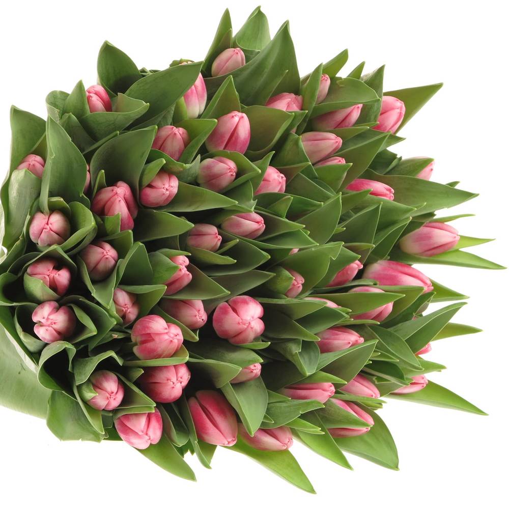 Tulpe rosa Circuit 50 Gramm