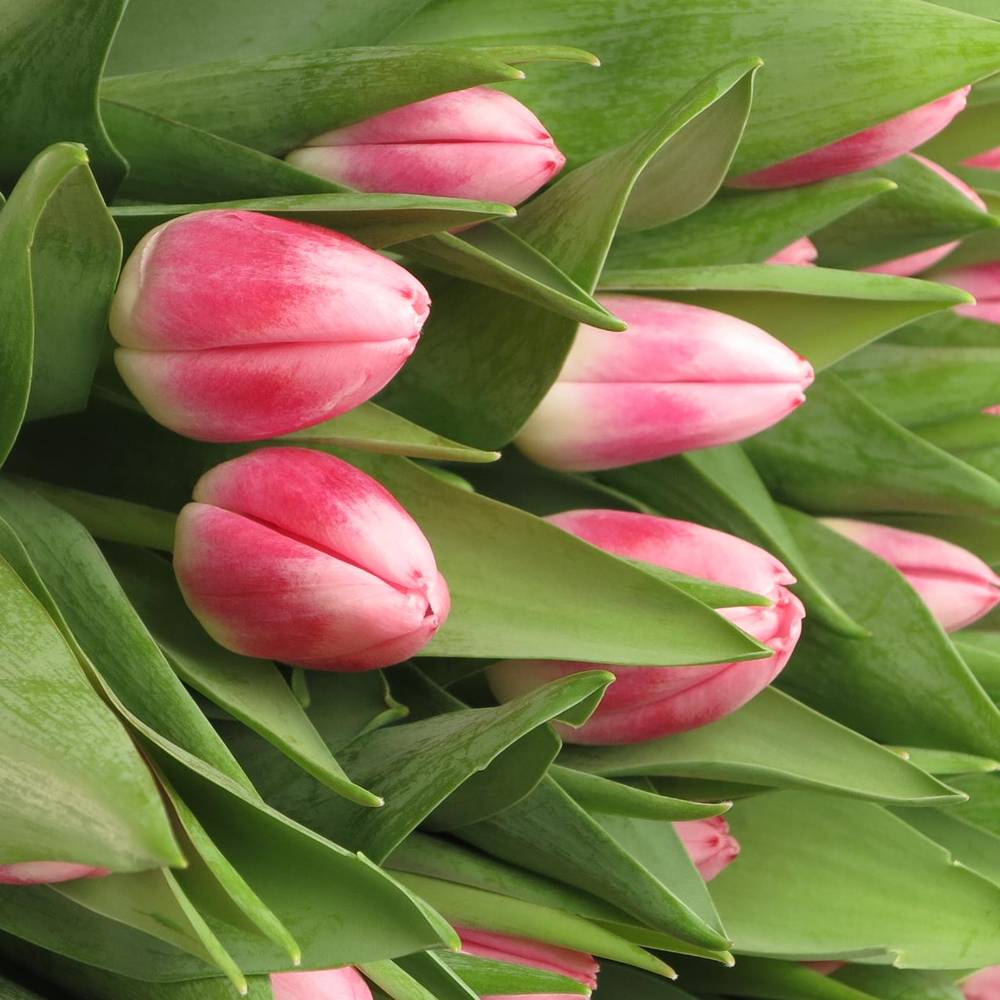 Tulpe rosa Circuit 50 Gramm