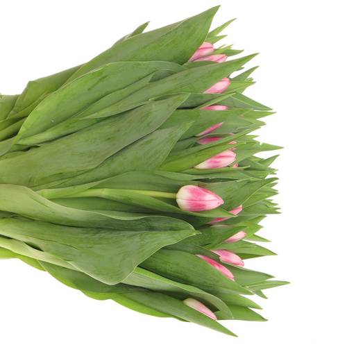 Tulpe rosa Circuit 50 Gramm