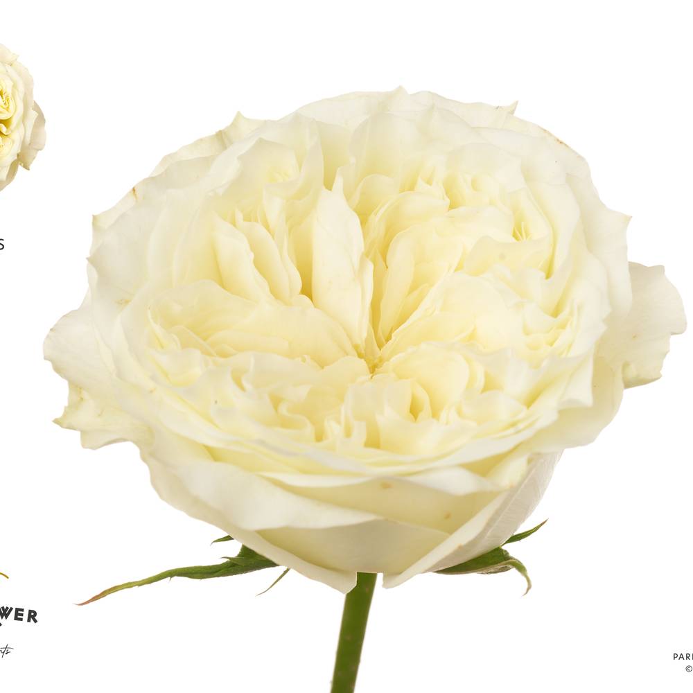 Rose creme/weiss Mayra's White 50cm