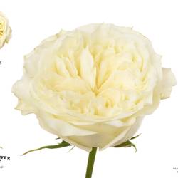 Rose creme/weiss Mayra's White 50cm