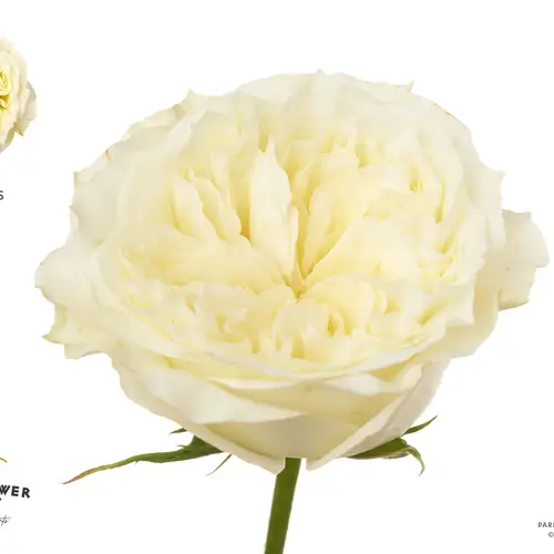 Rose creme/weiss Mayra's White 50cm