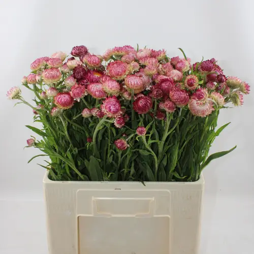 Helichrysum hell rosa 50cm