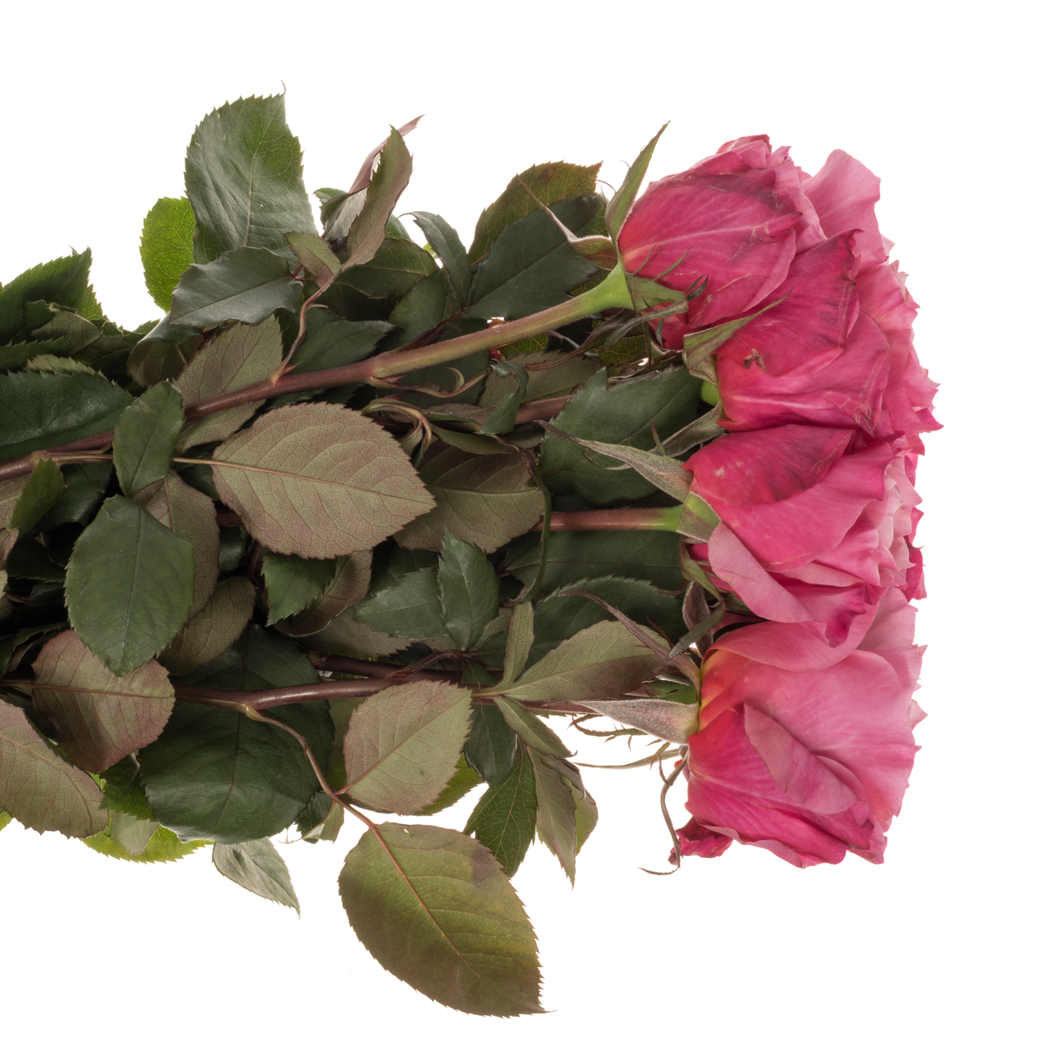 Wabara rosa Miyabi 50cm