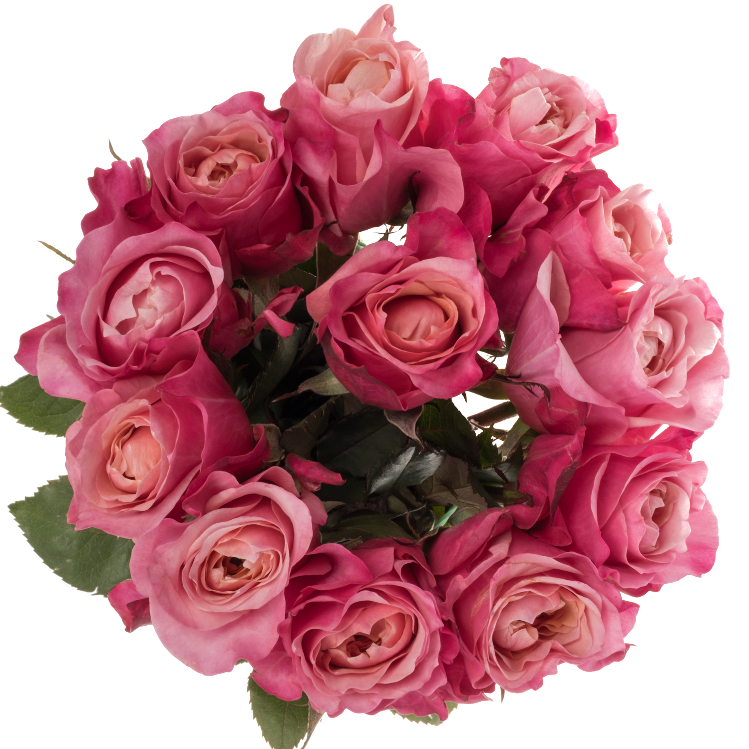 Wabara rosa Miyabi 50cm