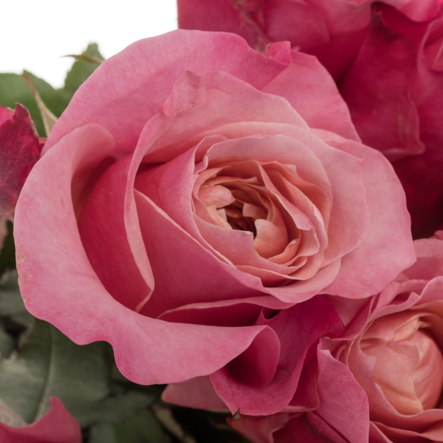 Wabara rosa Miyabi 50cm
