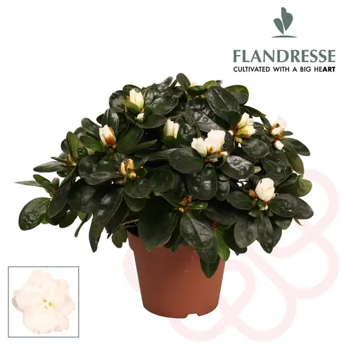 Azalee 22-25cm weiss T12 H025