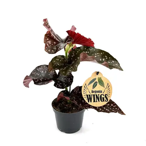 Begonia Maculata Cracklin Rosie T12 H030