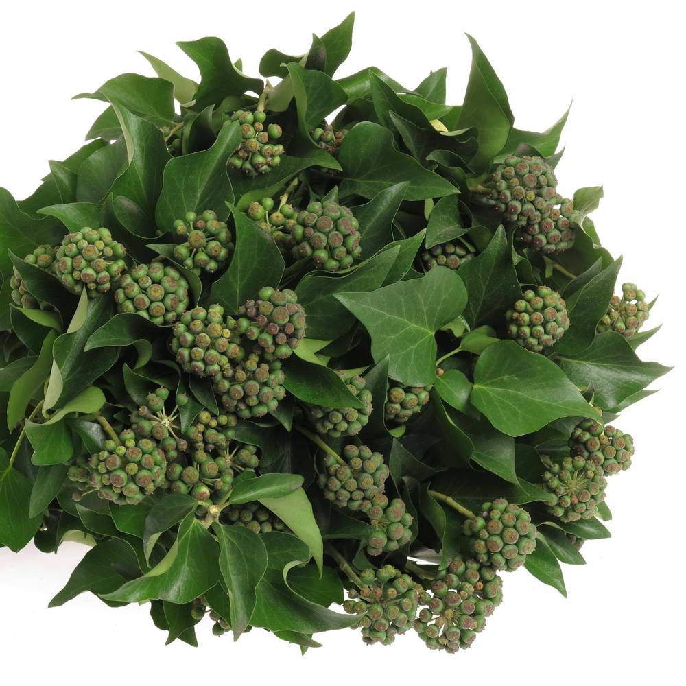 Hedera grün mit Baelchen 300Gramm