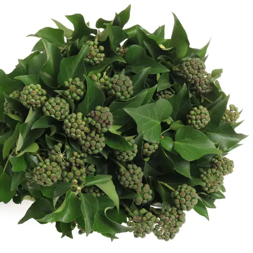 Hedera grün mit Baelchen 300Gramm