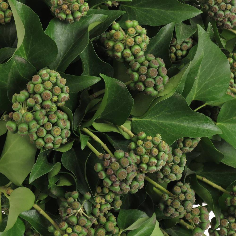 Hedera grün mit Baelchen 300Gramm