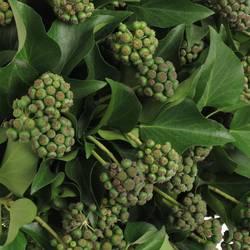 Hedera grün mit Baelchen 300Gramm