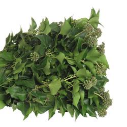 Hedera grün mit Baelchen 300Gramm