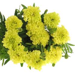 Tagetes gelb Promise Yellow 80cm