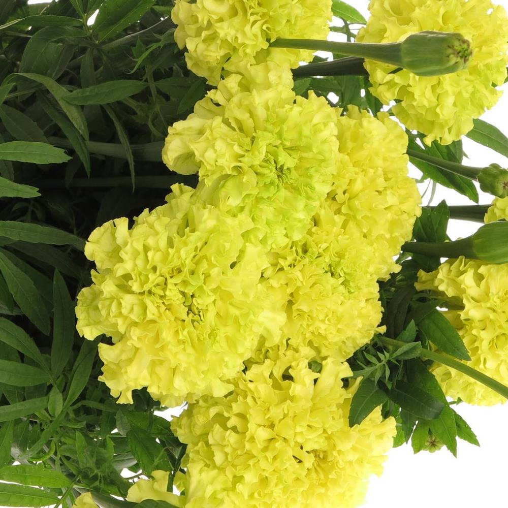 Tagetes gelb Promise Yellow 80cm