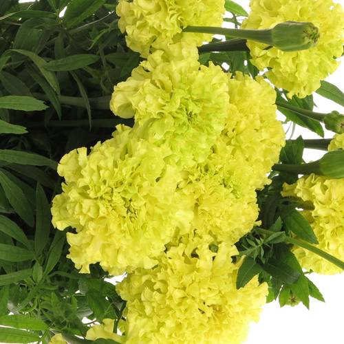 Tagetes gelb Promise Yellow 80cm