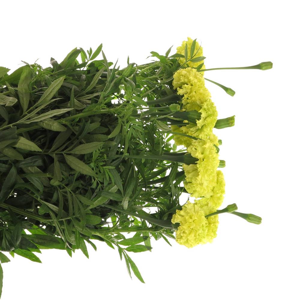 Tagetes gelb Promise Yellow 80cm
