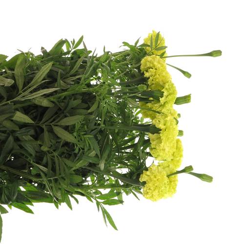 Tagetes gelb Promise Yellow 80cm