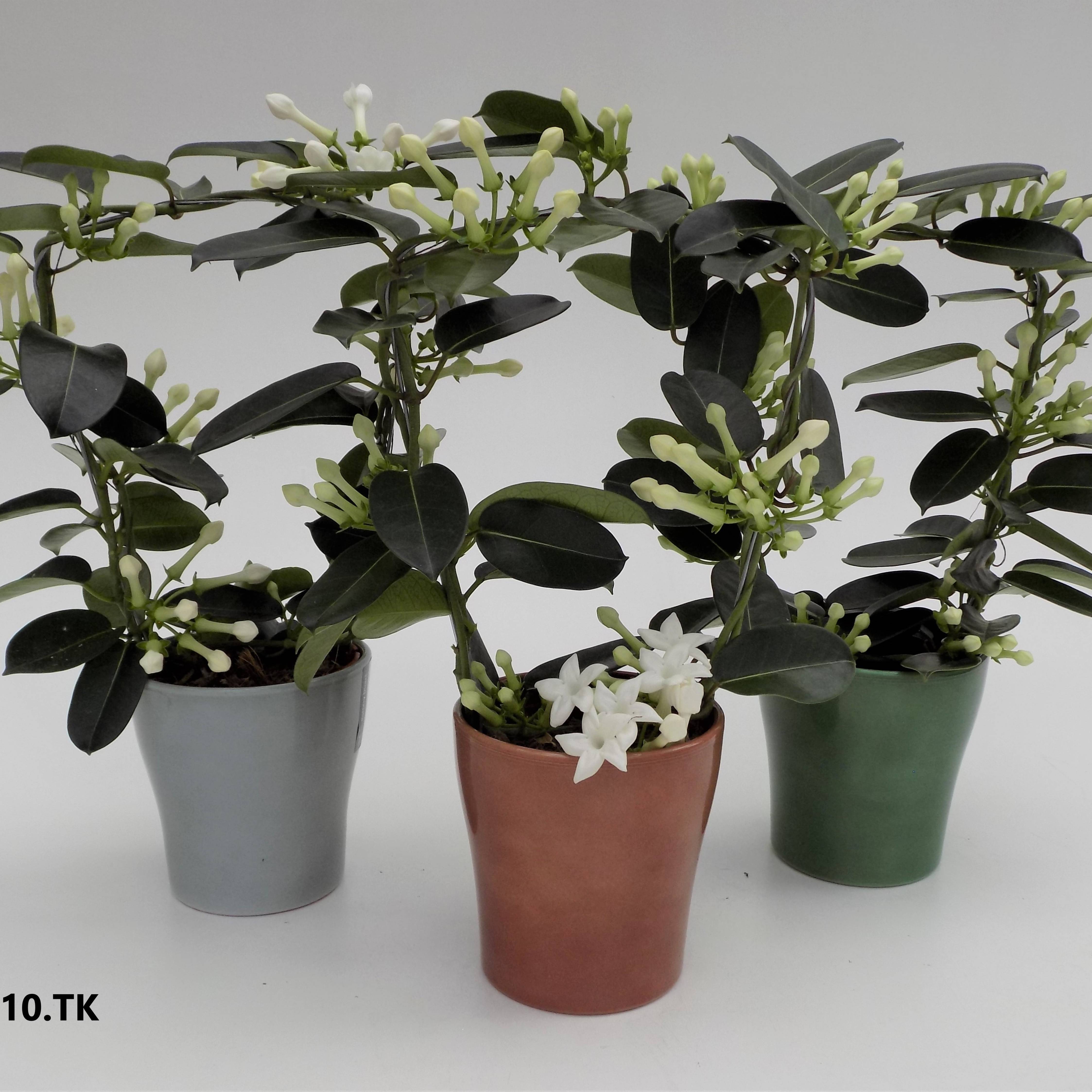 Stephanotis Bogen im Keramik mix T12 H045 (Stephanotis) | Heyl -  Blumengrohandel / Floristikgrohandel