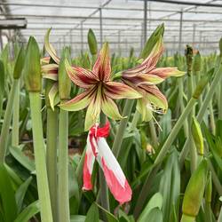 Amaryllis Krt.grün-rot Mystica x 24  70cm
