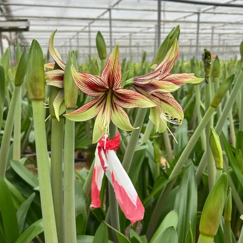 Amaryllis Krt.grün-rot Mystica x 24  70cm