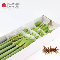 Amaryllis Krt.grün-rot Mystica x 24  70cm