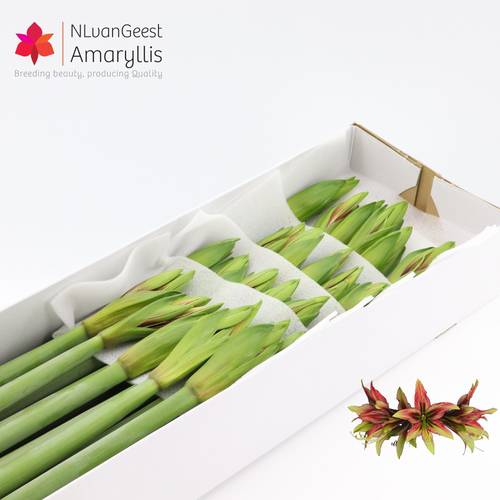 Amaryllis Krt.grün-rot Mystica x 24  70cm
