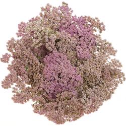 Achillea lila Eastender 75cm