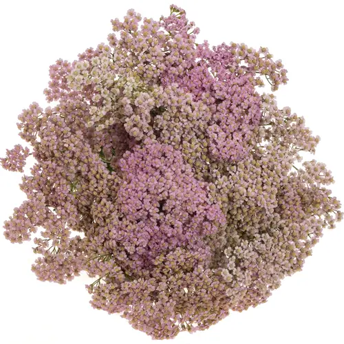 Achillea lila Eastender 75cm