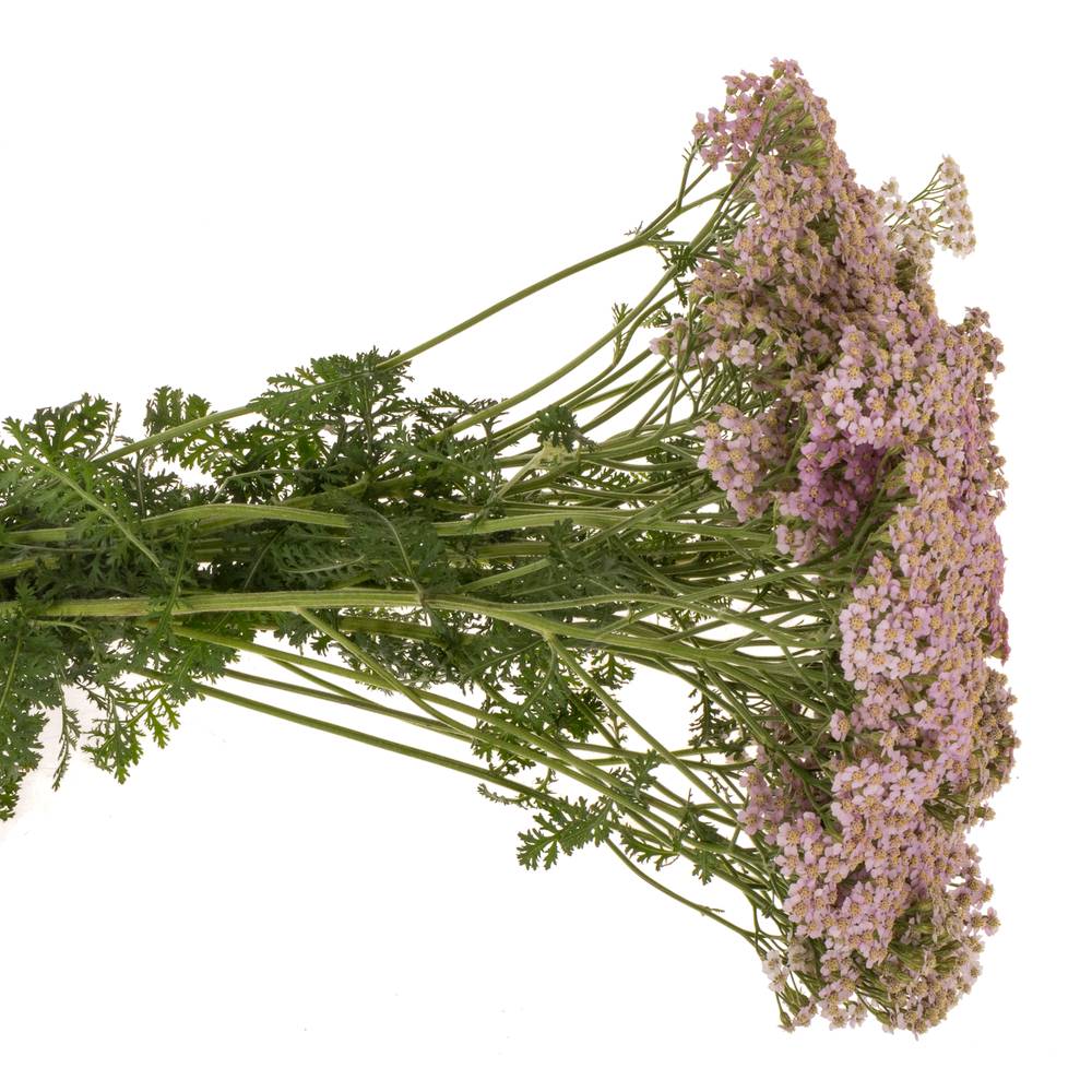 Achillea lila Eastender 75cm
