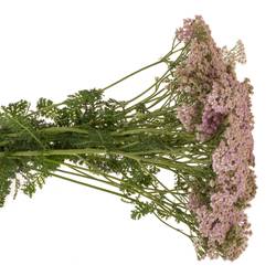 Achillea lila Eastender 75cm
