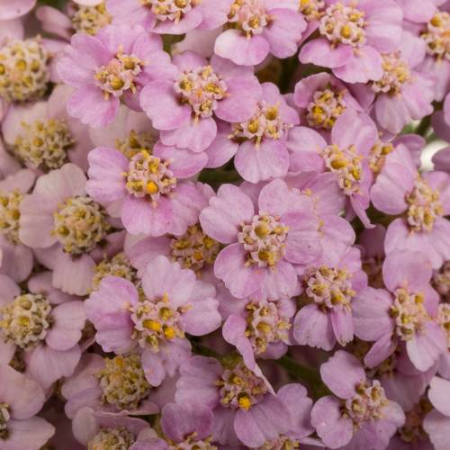 Achillea lila Eastender 75cm