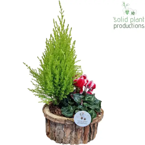 Garten.Arr BOS004BROWN Small Herbst T22 H050