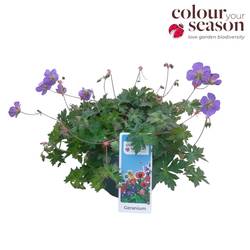 Geranium lila Bloom Me Away T19 H030