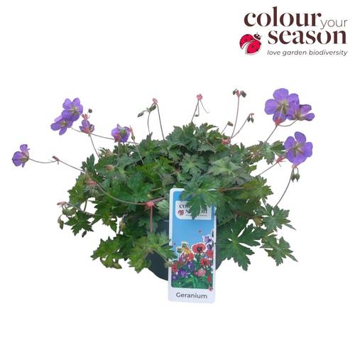 Geranium lila Bloom Me Away T19 H030
