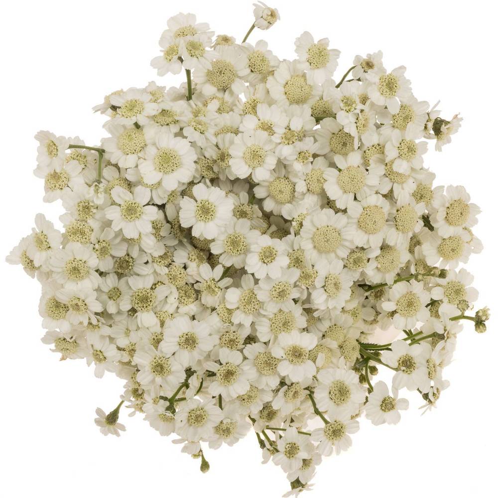 Achillea weiss The Pearl