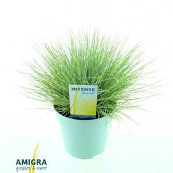 Festuca Glauca Amigold T17 H030