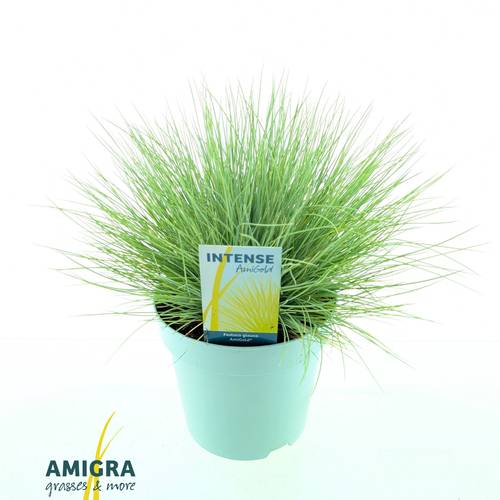 Festuca Glauca Amigold T17 H030