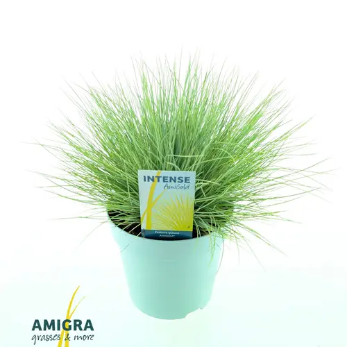 Festuca Glauca Amigold T17 H030