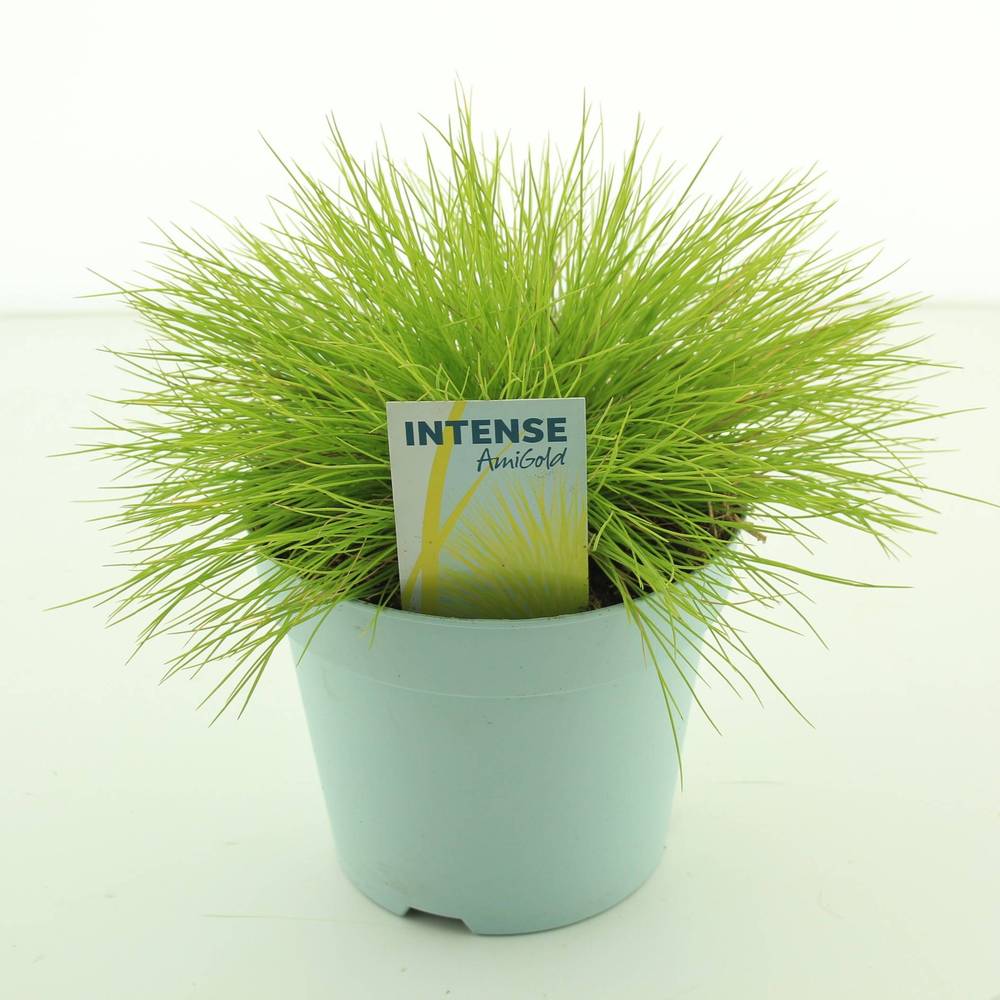 Festuca Glauca Amigold T17 H030