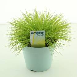 Festuca Glauca Amigold T17 H030