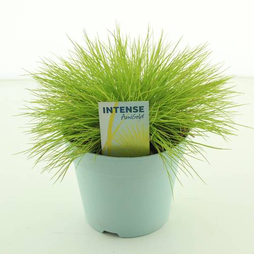 Festuca Glauca Amigold T17 H030