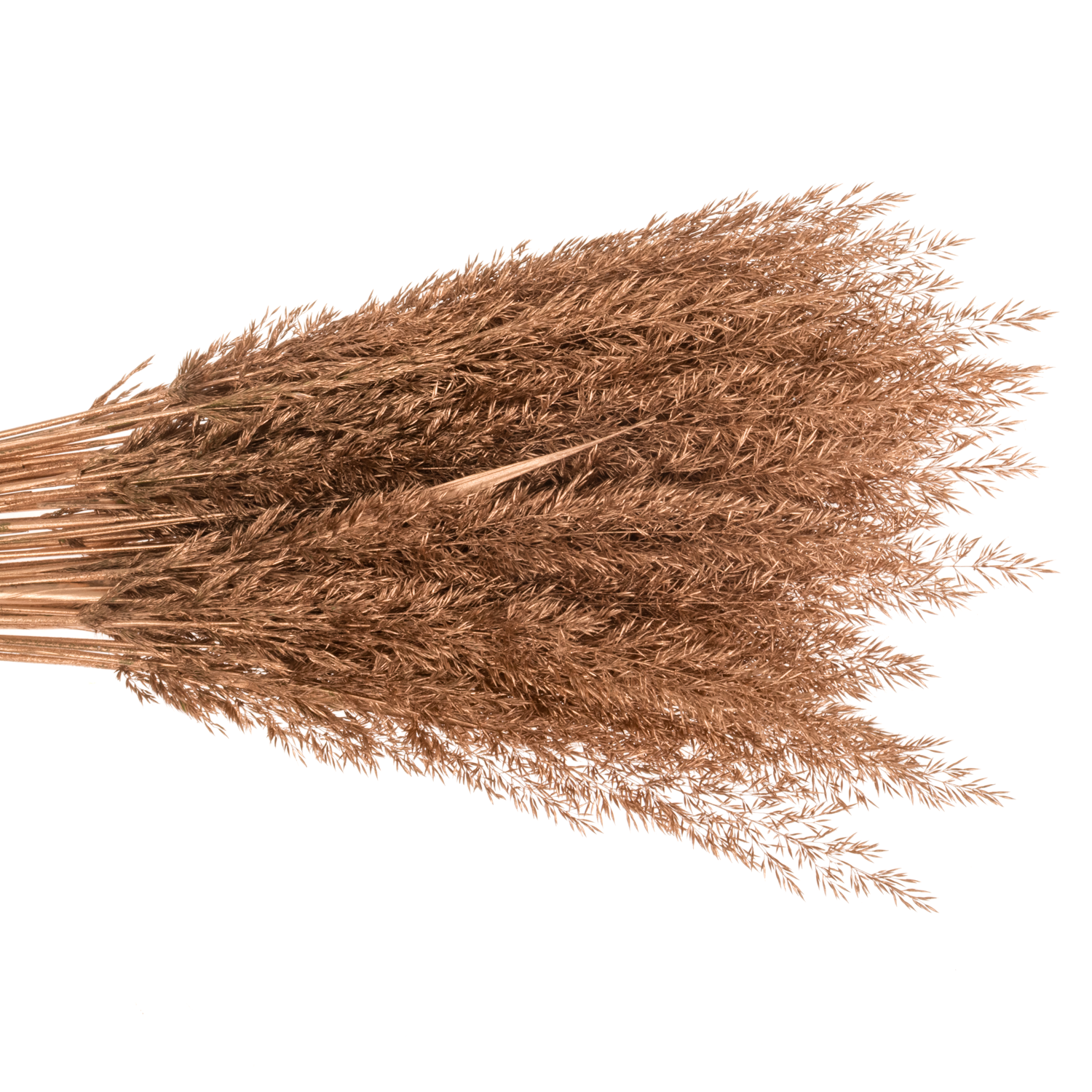 Ziergras kupfer Calamagrostis gefärbt 80cm