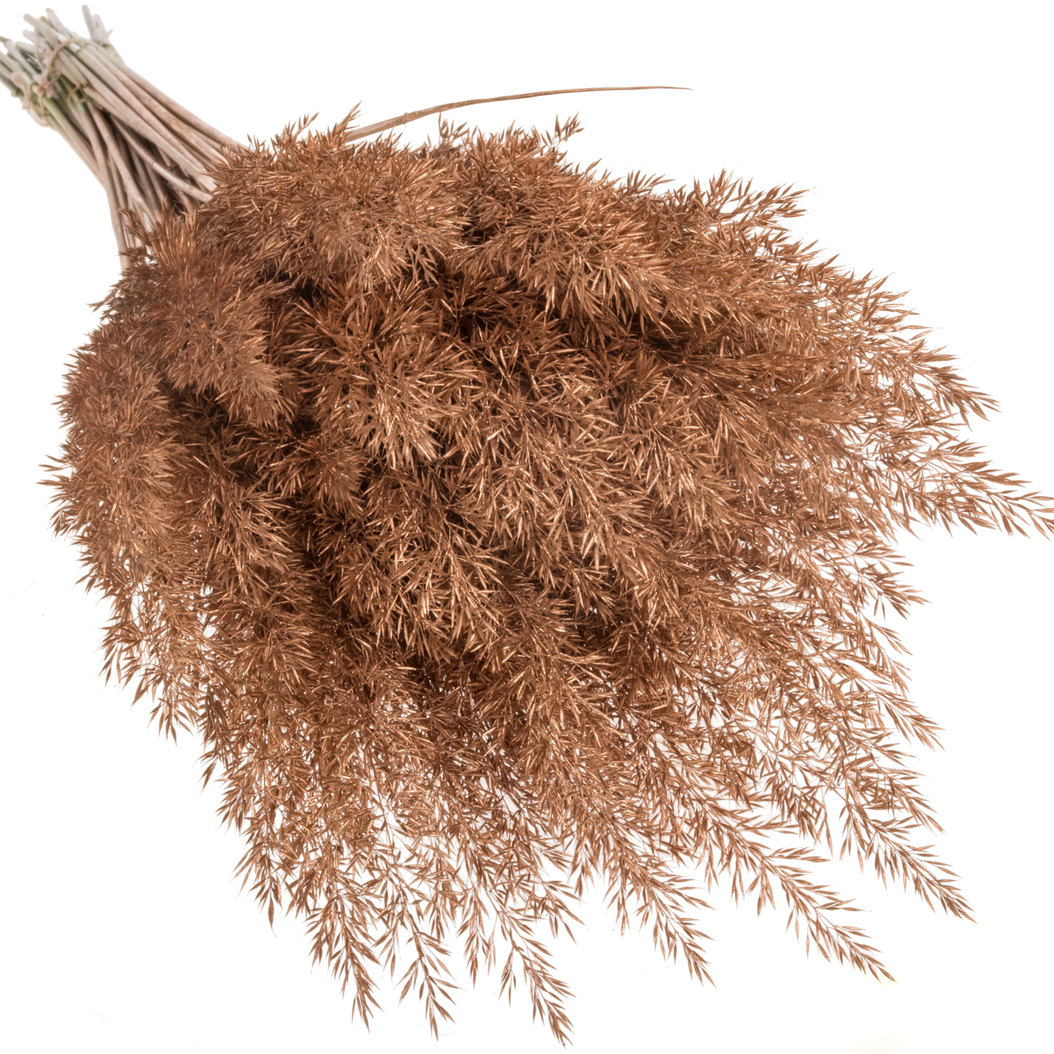 Ziergras kupfer Calamagrostis gefärbt 80cm