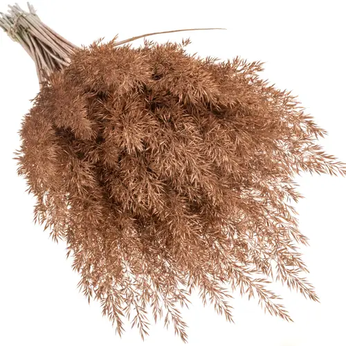 Ziergras kupfer Calamagrostis gefärbt 80cm