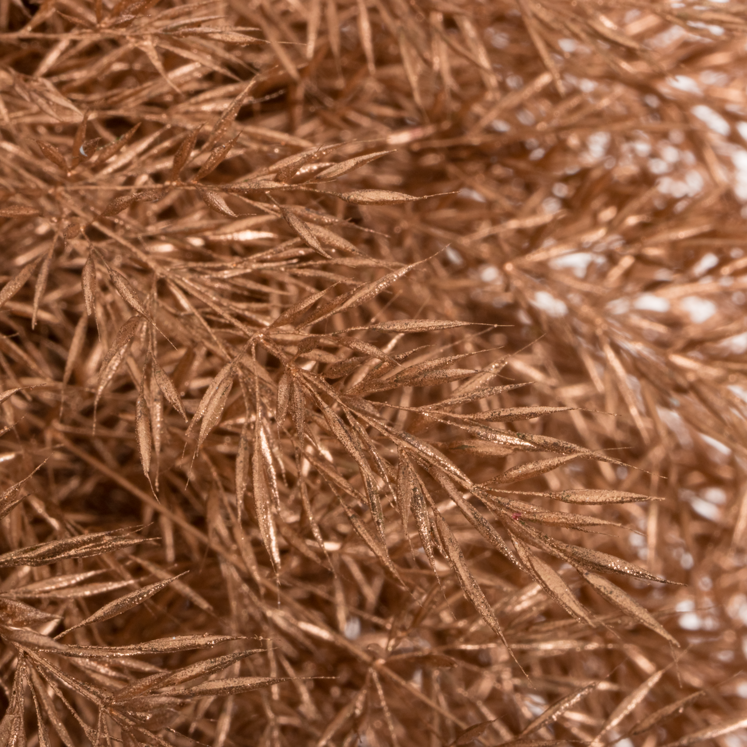 Ziergras kupfer Calamagrostis gefärbt 80cm