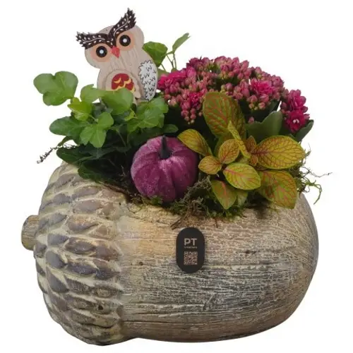 Kal.Arr PTHI3273 Herbst T22 H022