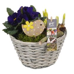 Zwiebel.Arr mix PTBM1474 T18 H21
