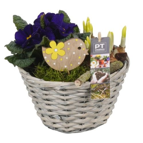 Zwiebel.Arr mix PTBM1474 T18 H21