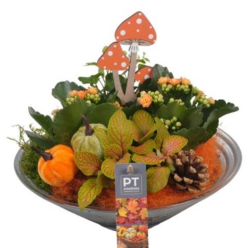 Kal.Arr PTHG3328 Herbst T26 H022